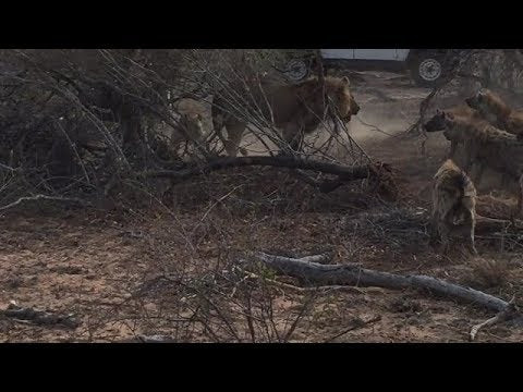 Επική μάχη: Ύαινες ορμούν σε λιοντάρι -Βίντεο